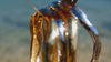 Nesoí jewelry collection on the Mediterranean sea beach, video collage of modern gold and silver jewelry, rings hoops and bracelets